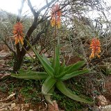 Aloe haggeherensis Haggeher Mts, Socotra ©JLcoll.4870.jpg